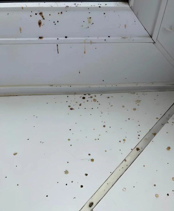 Η μαμά βρήκε κάτι παράξενους λεκέδες στις σοβατεπιά και στις ταπετσαρίες – της ήρθε αναγούλα όταν έμαθε τι ήταν.