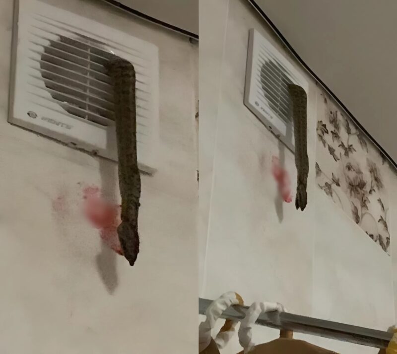 Σήμερα το πρωί κάτι κρεμόταν από τον αεραγωγό μου: πλησίασα για να δω τι είναι και πάγωσα από τον τρόμο