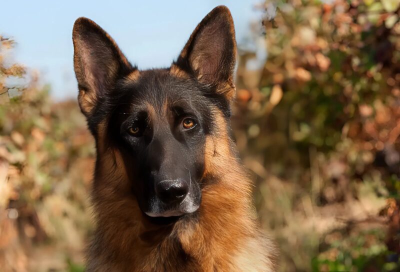 Το μικρό κορίτσι έβγαζε κάθε πρωί βόλτα τεράστια σκυλιά: όλοι οι περαστικοί νόμιζαν πως ήταν απλώς μια συνηθισμένη βόλτα, ώσπου όλοι έμαθαν τη φρικτή αλήθεια